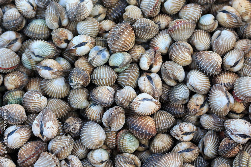 scallop