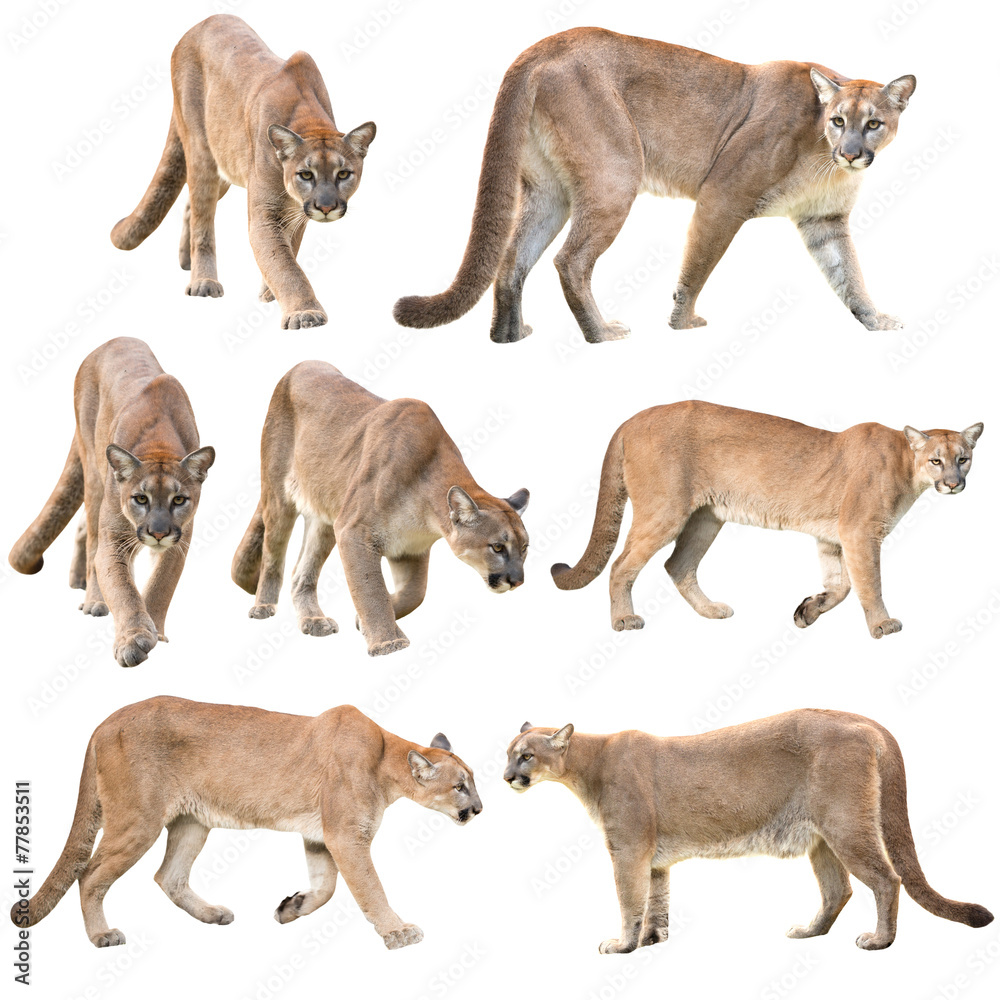 Fototapeta premium puma lub cougar na białym tle