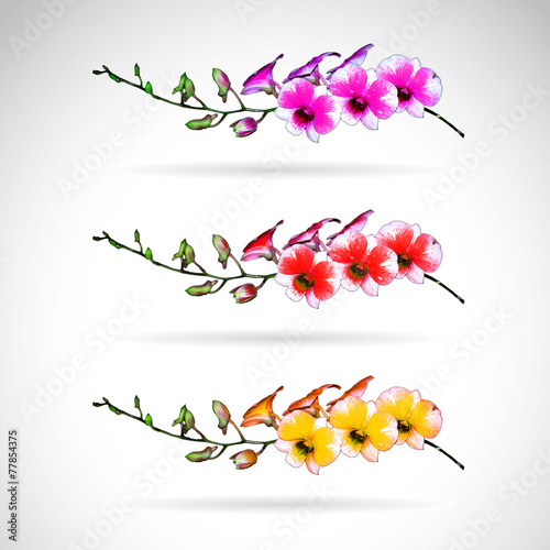 Fototapeta Naklejka Na Ścianę i Meble -  Vector image of orchid flower on white background