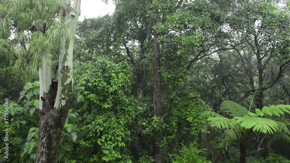 Lush green forest with heavy rain falling on the trees and fern Lush green forest with heavy rain falling on the trees and fern
