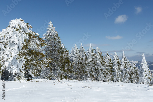 Paisaje Pinos Albares nevados. Pinus sylvestris L.