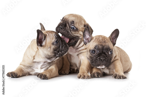 One month old French bulldog puppies