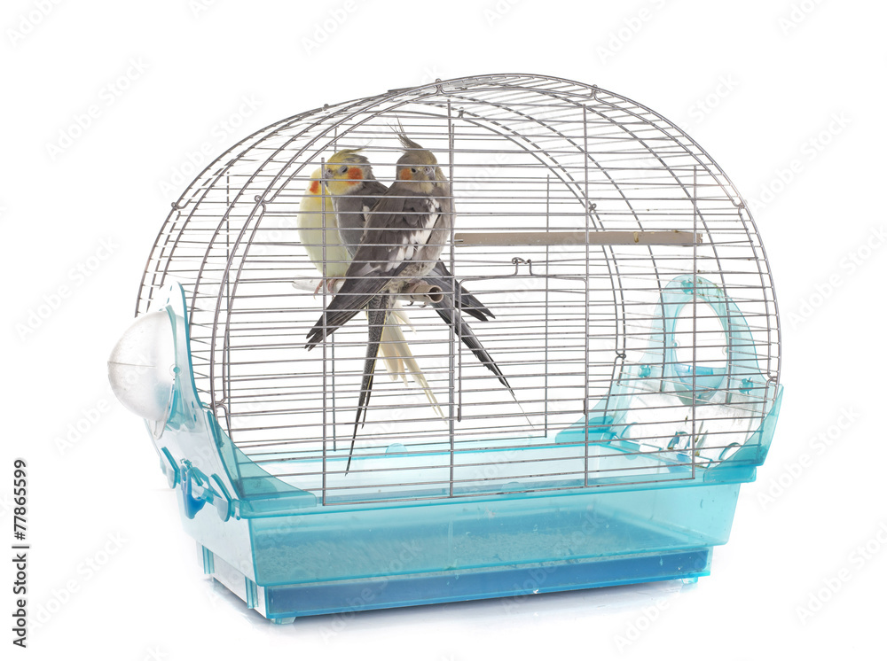 Naklejka premium Cockatiel in cage