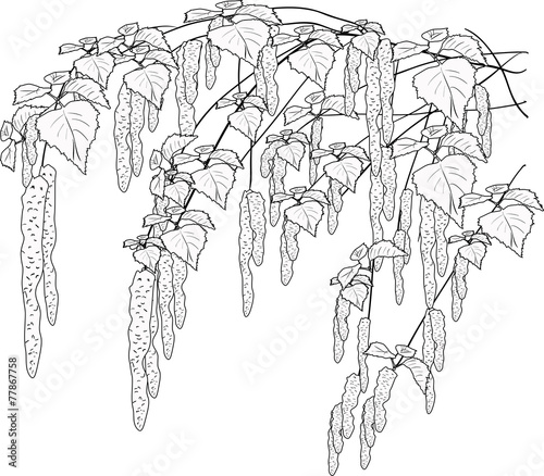 spring birch branches sketch isolated on white