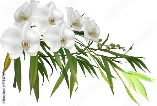 green bamboo branch and orchid white flowers