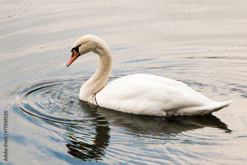 Swan in Vienna