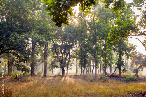 Mist and trees at dawn in Bandhavgarh National Park, India photo