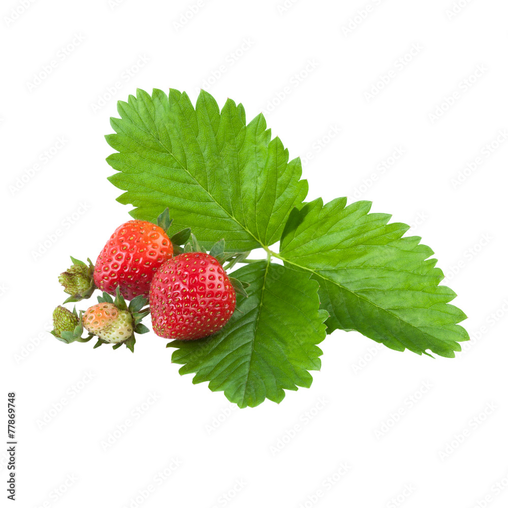 organic strawberries with leaves over white organic strawberries with leaves over white