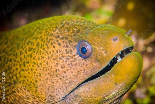 Moray eel Bunaken sulawesi Indonesia underwater Gymnothorax