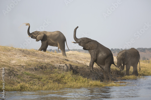 Wild elephant bulls enjoying sand bath