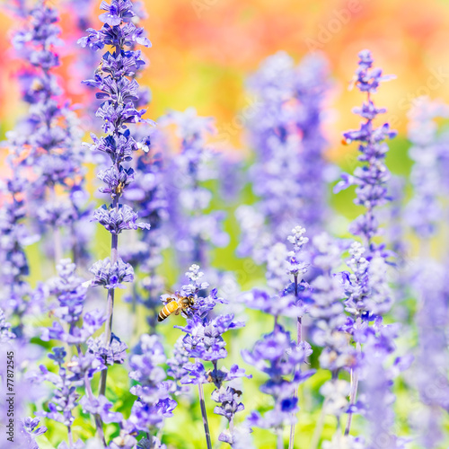 Blue salvia flower