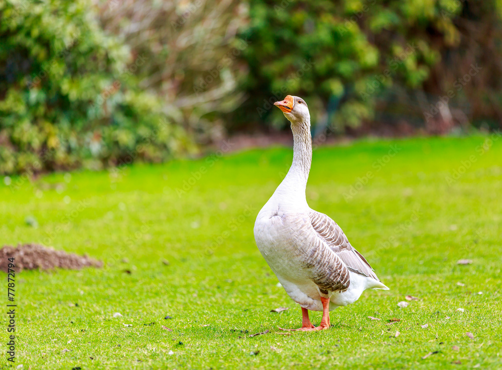 Emden goose Emden goose