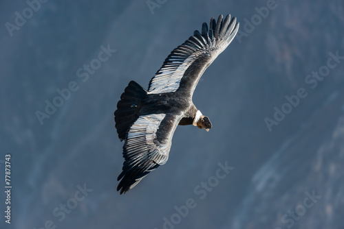 Andean condor flying in the Colca Canyon Arequipa Peru