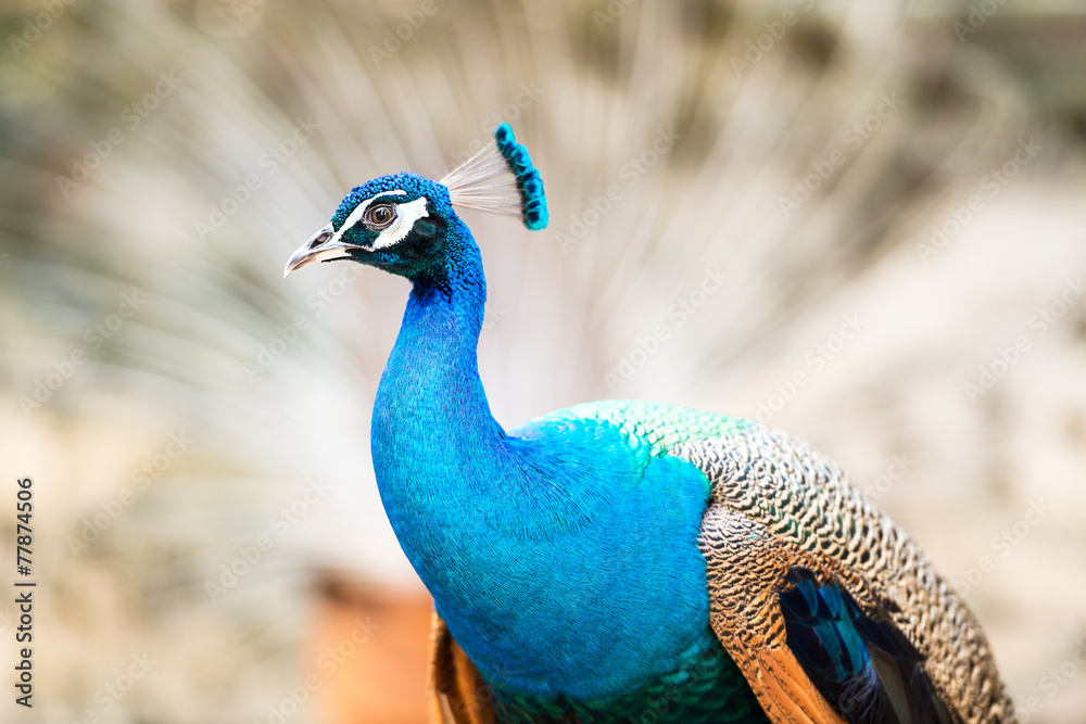 Obraz premium Peacock