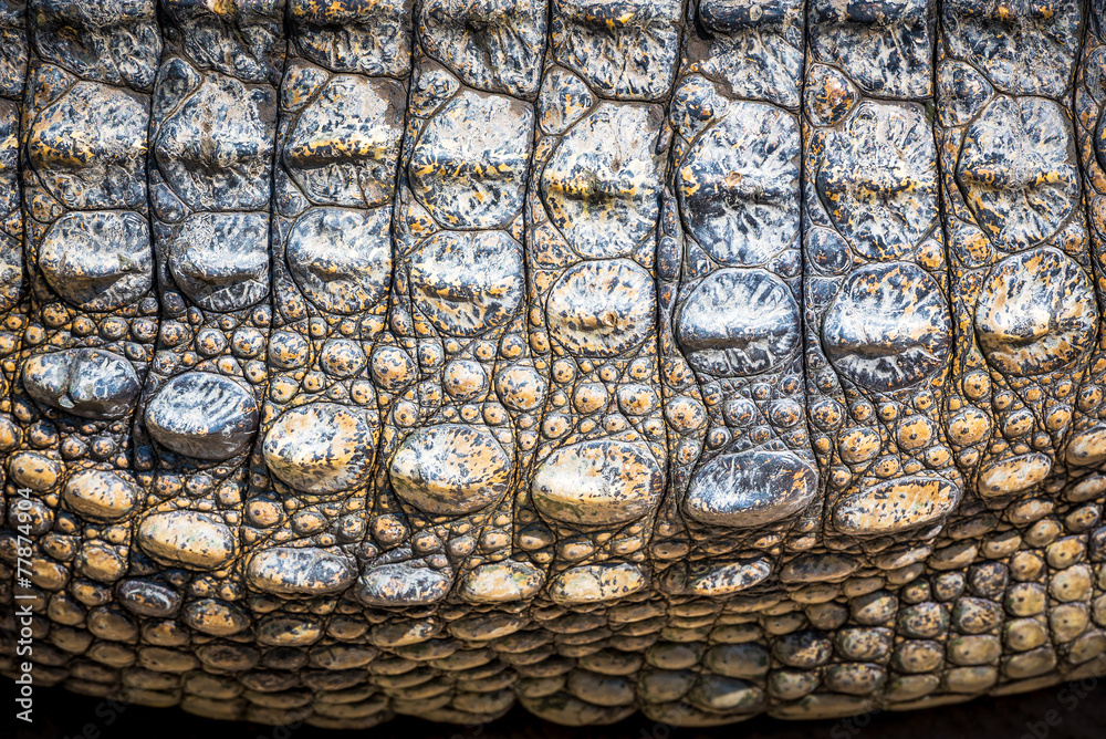 Fototapeta premium Crocodile leather