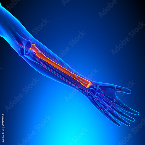 Radius Anatomy Bone with Ciculatory System photo