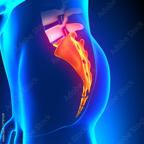 Sacrum Coccyx Bone Anatomy photo