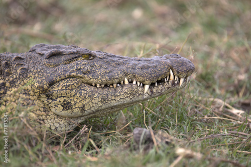 Portrait of lurking wild nile crocodile