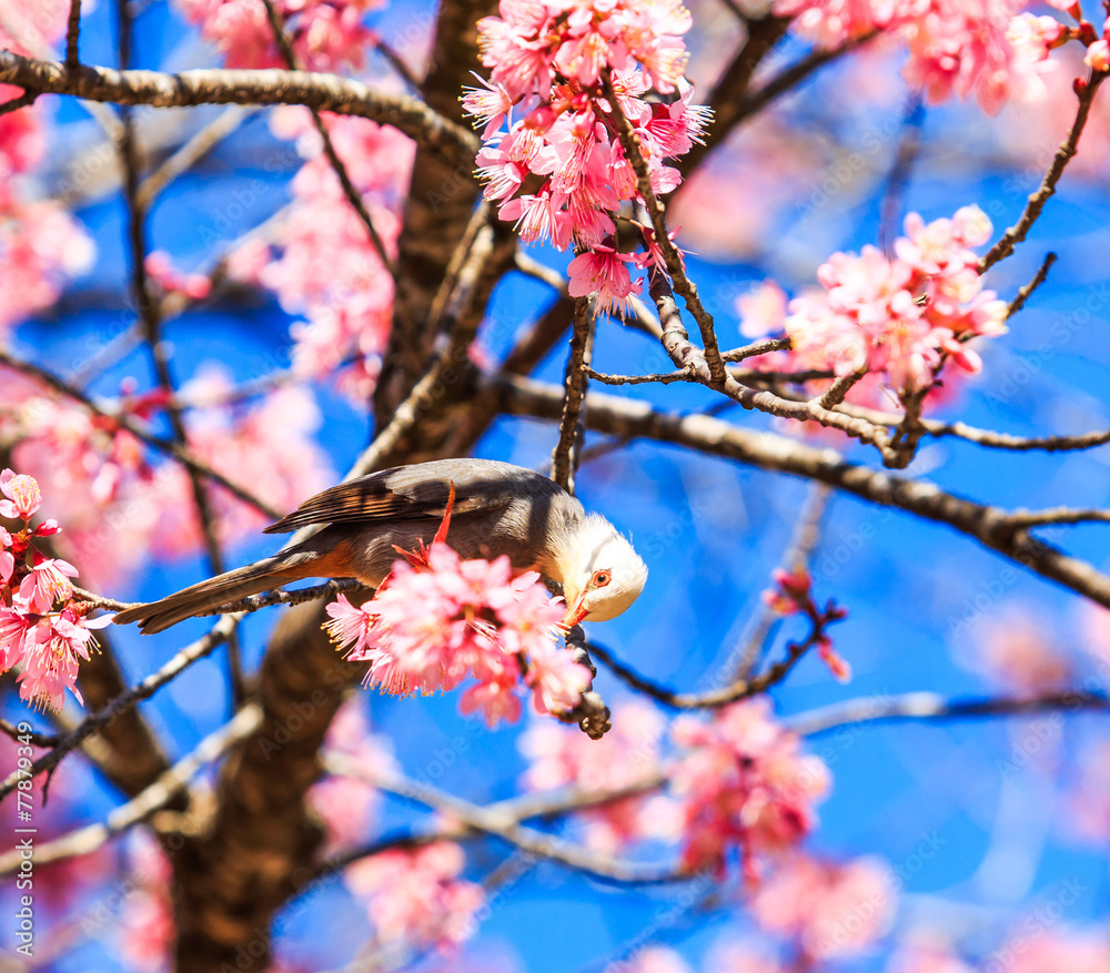 Closeness of White-headed Bulbul and Cherry blossom or Sakura Closeness of White-headed Bulbul and Cherry blossom or Sakura