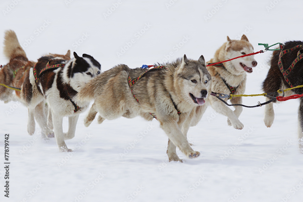 husky sled dogs running in snow husky sled dogs running in snow