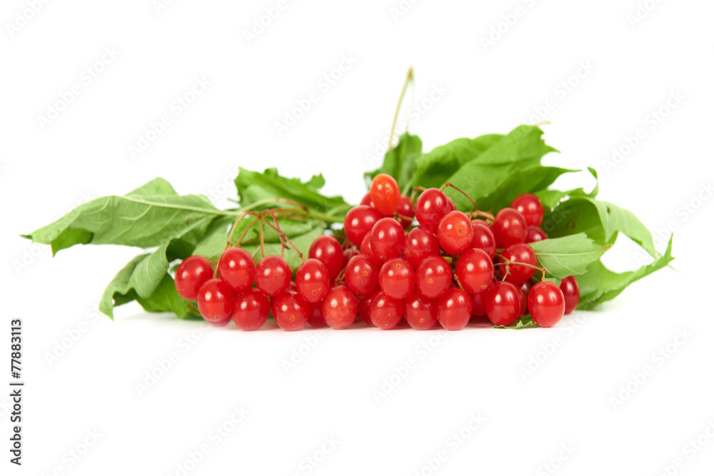 Bunch of red berries- guelder rose