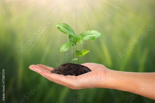 Small tree in female hand on green nature concept