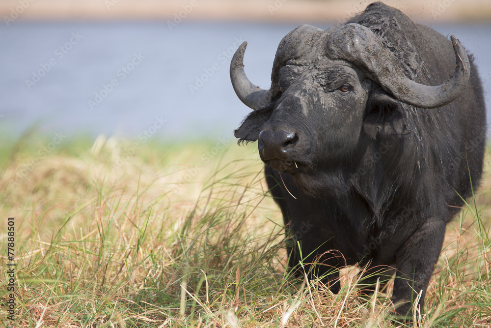 Naklejka premium Portrait of wild african buffalo bull