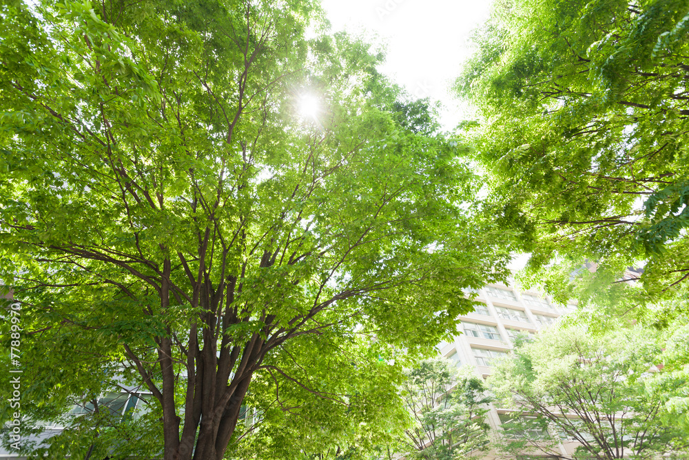  オフィスビル街の新緑
