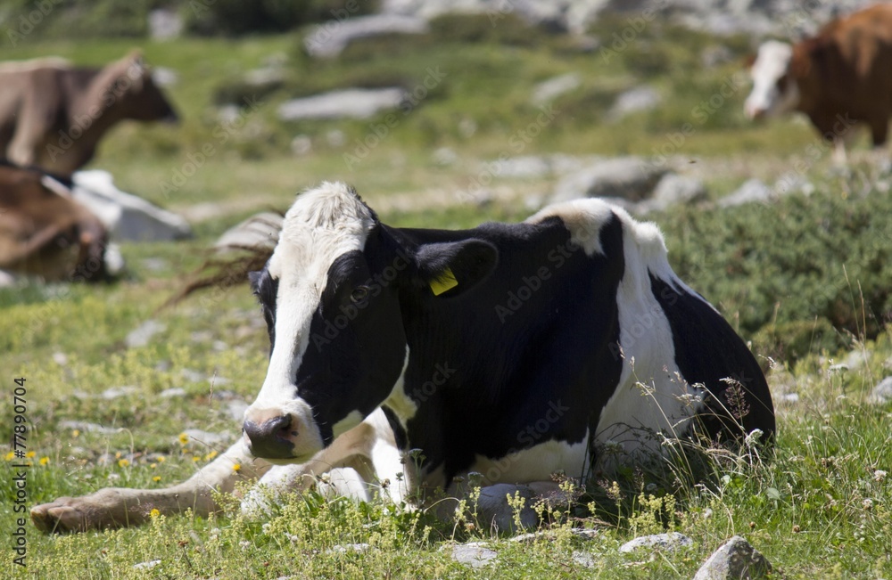 Black and white cow sit in the grass in a sunny day Black and white cow sit in the grass in a sunny day