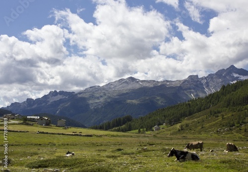 Traditional mountain landscape in the summer  with cows 
