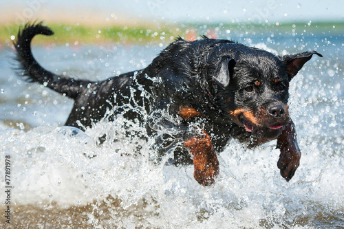 Rottweiler dog jumping in the water