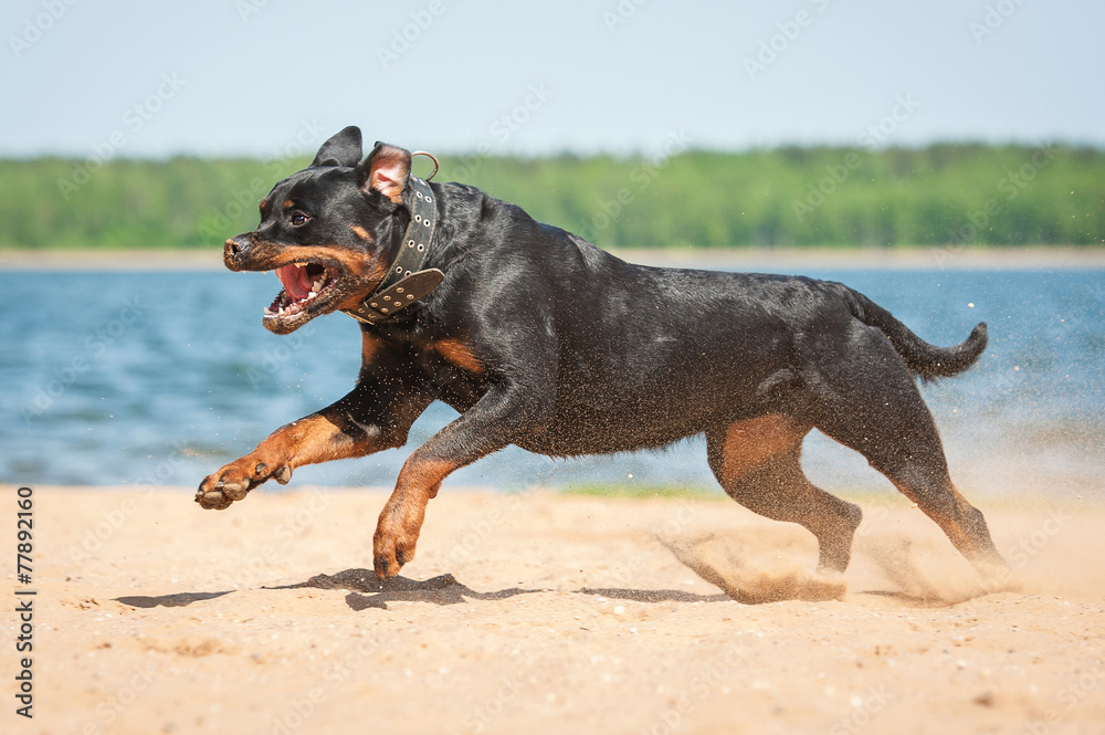 Foto Stock Rottweiler dog running on the beach | Adobe Stock