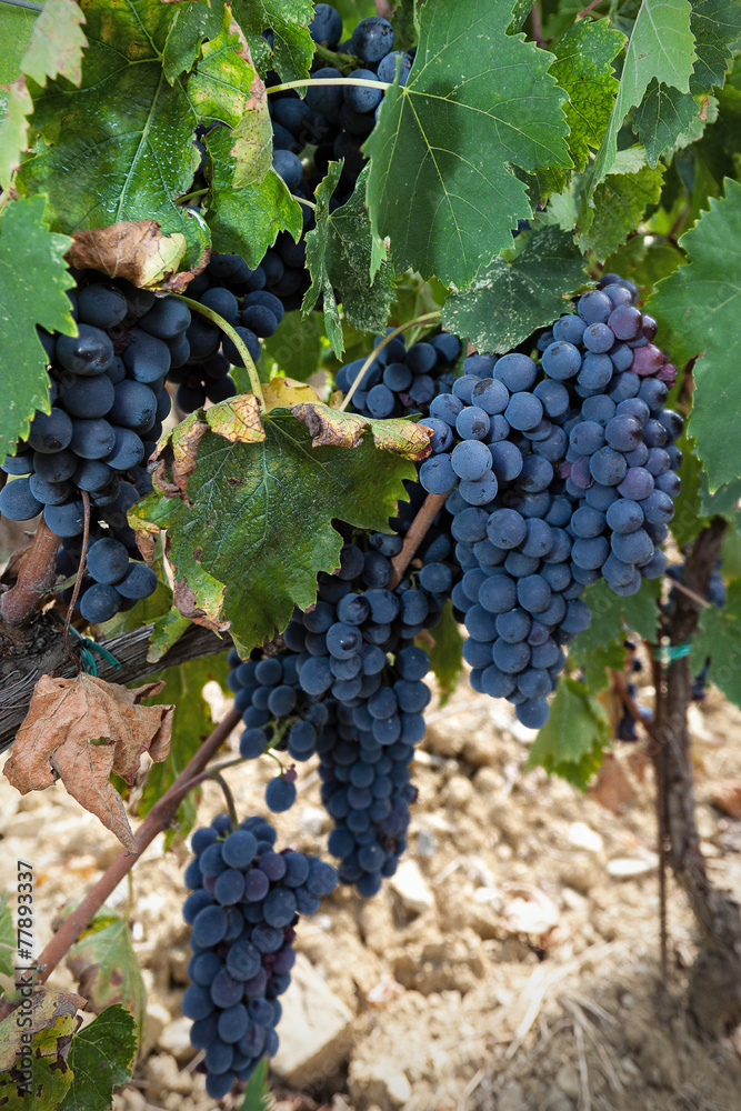 bunches of ripe grapes
