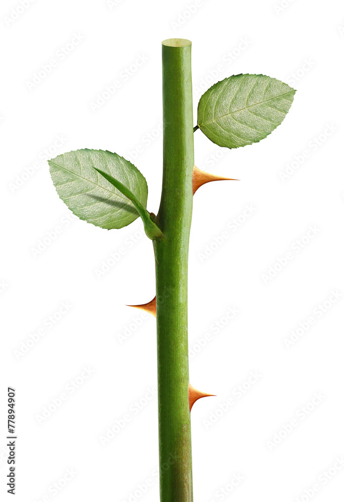 Obraz premium rose thorns