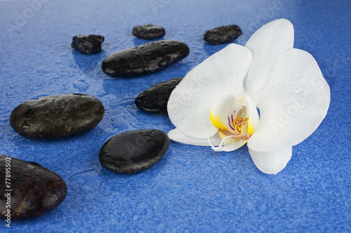 Black spa stones and white orchid flowers over blue background.