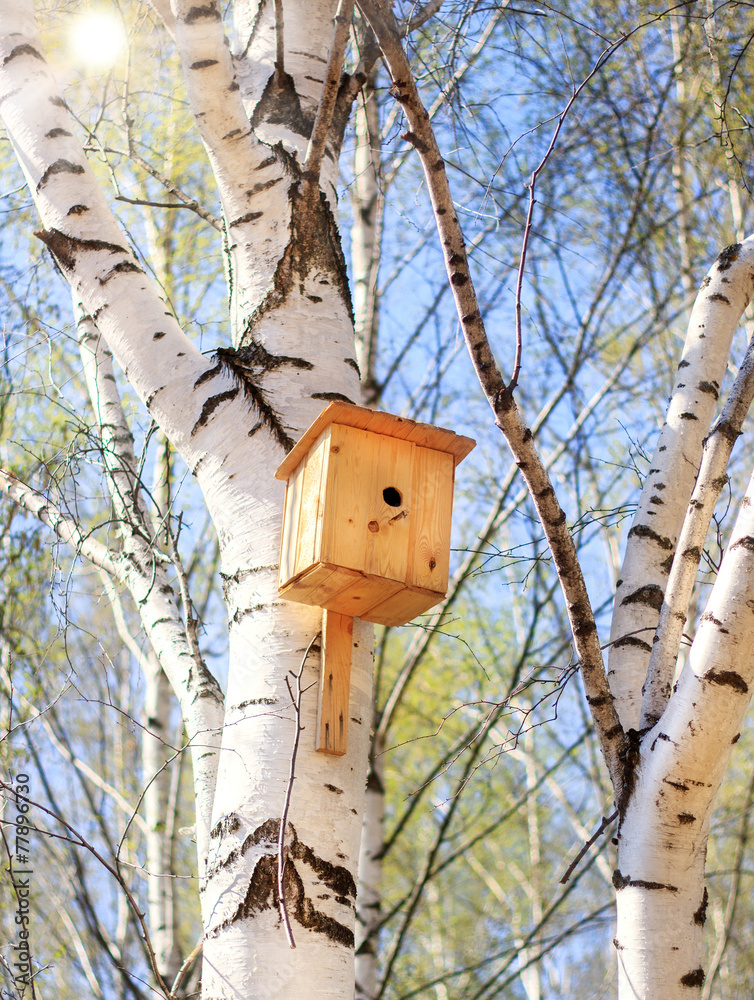 Bird nesting box on a birch tree