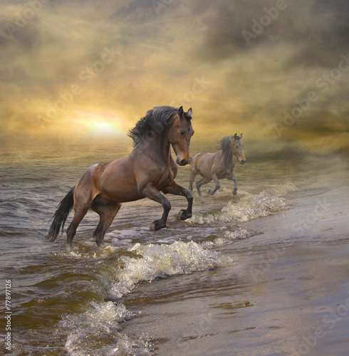 horses coming out of the sea