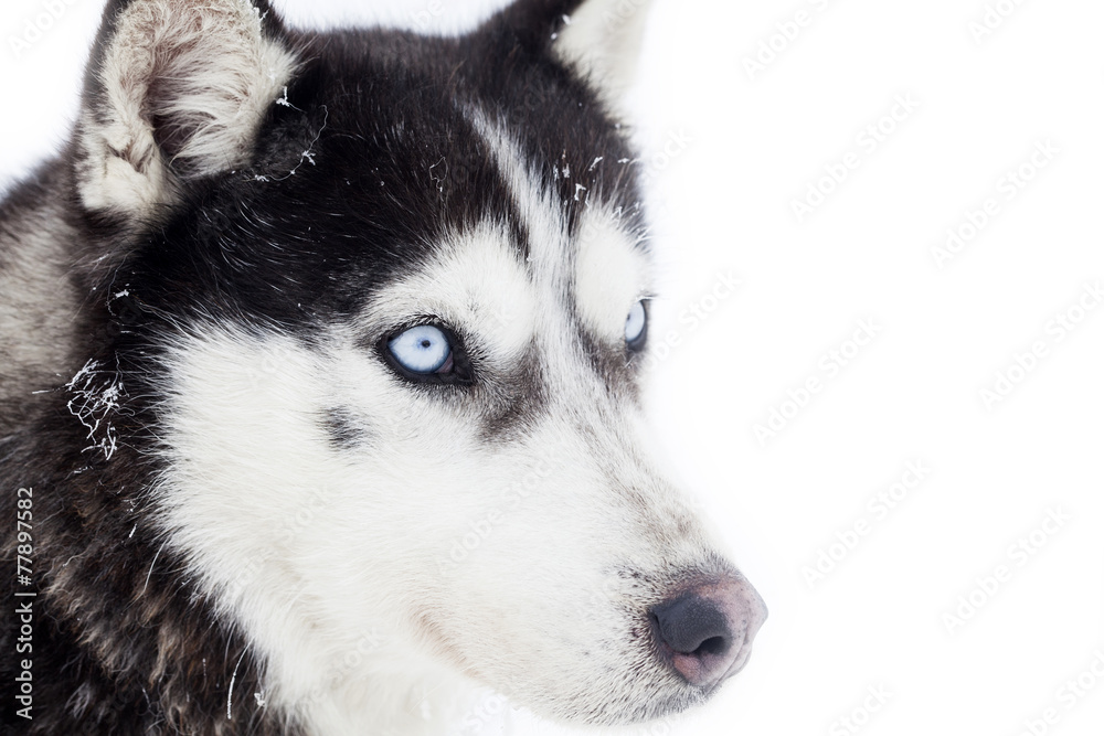 Obraz premium Husky dog portrait