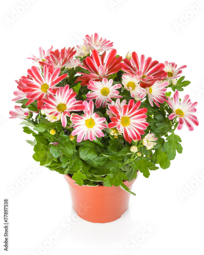 Fototapeta Naklejka Na Ścianę i Meble -  Potted flower
