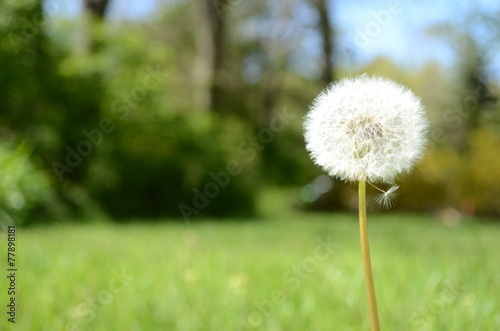 Dandelion0529