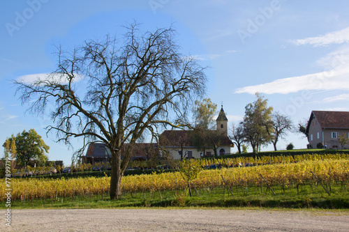 Herbst in der Südsteiermark photo