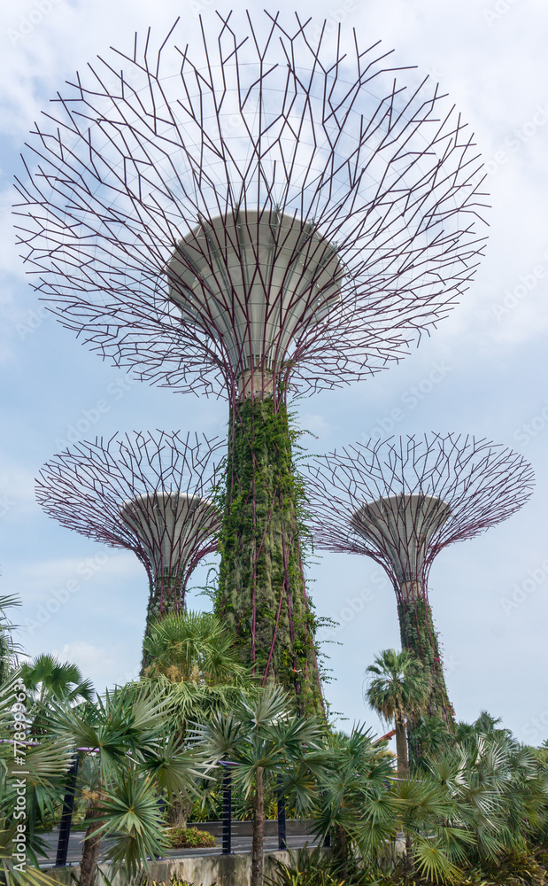 Fototapeta premium Super trees at the garden by the bay, Singapore