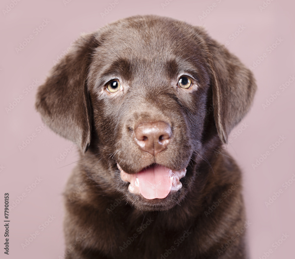 Obraz premium Happy Labrador retriever puppy