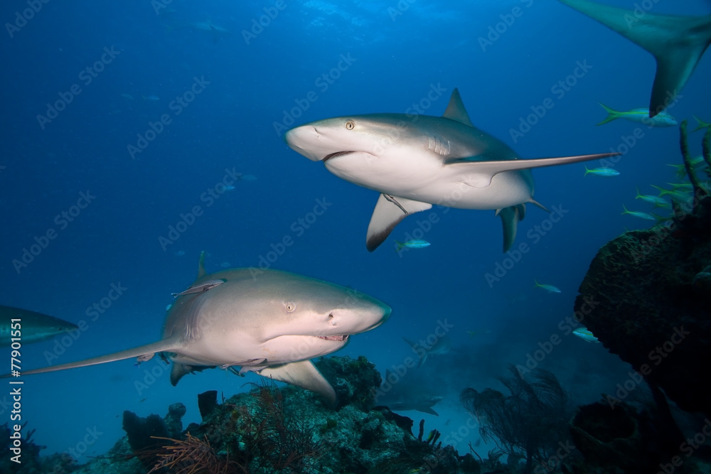 Obraz premium Caribbean reef shark and Lemon shark