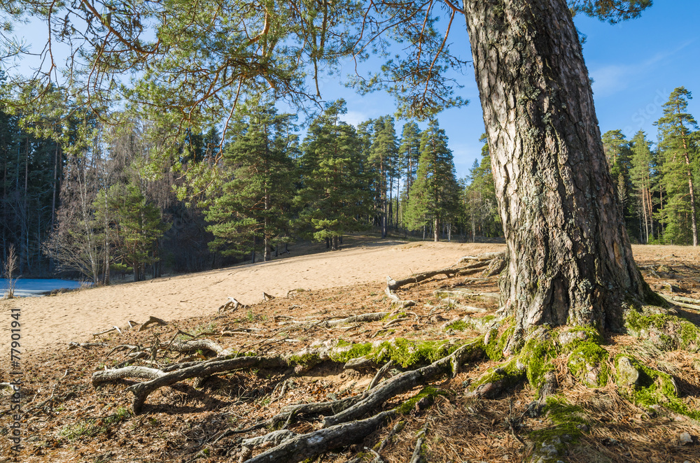 Fototapeta premium Spring landscape in a Baltic wood