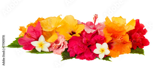 border of colorful hibiscus flowers