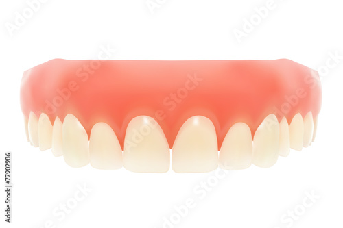 Human jaw. Vector illustration. Isolated on white