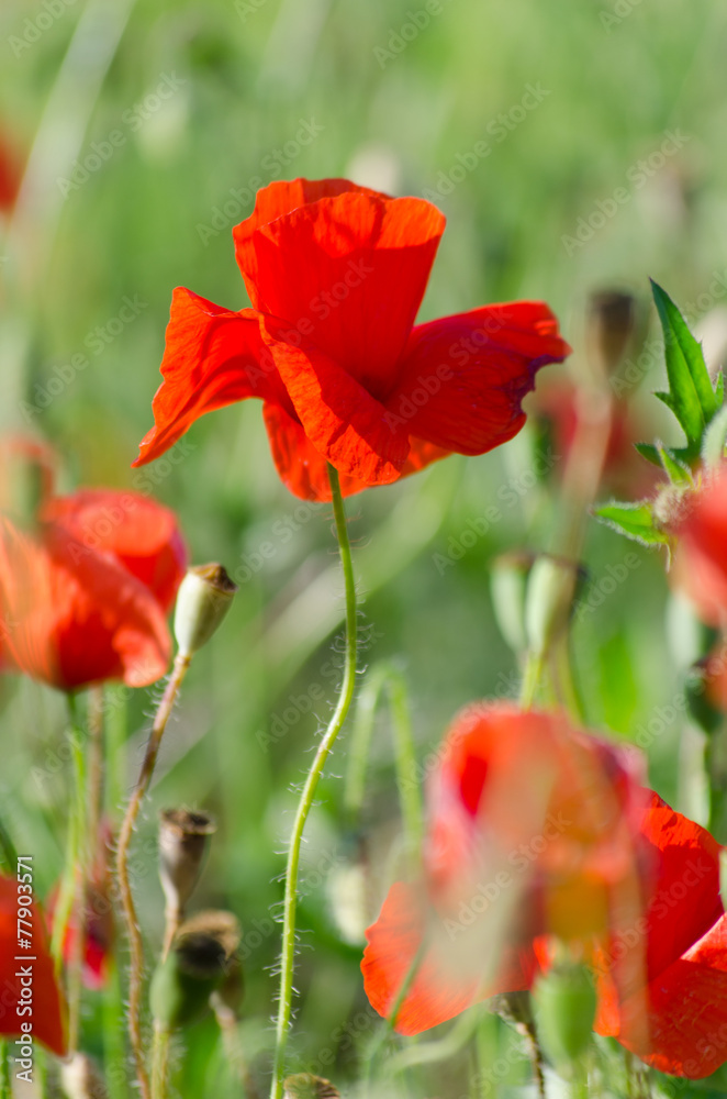 Fototapeta premium Spring blossom of wild poppies (Papaveroideae) with seeds