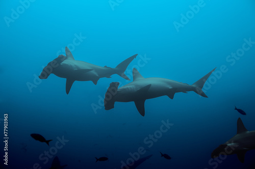 Two hammerhead sharks in the blue waters