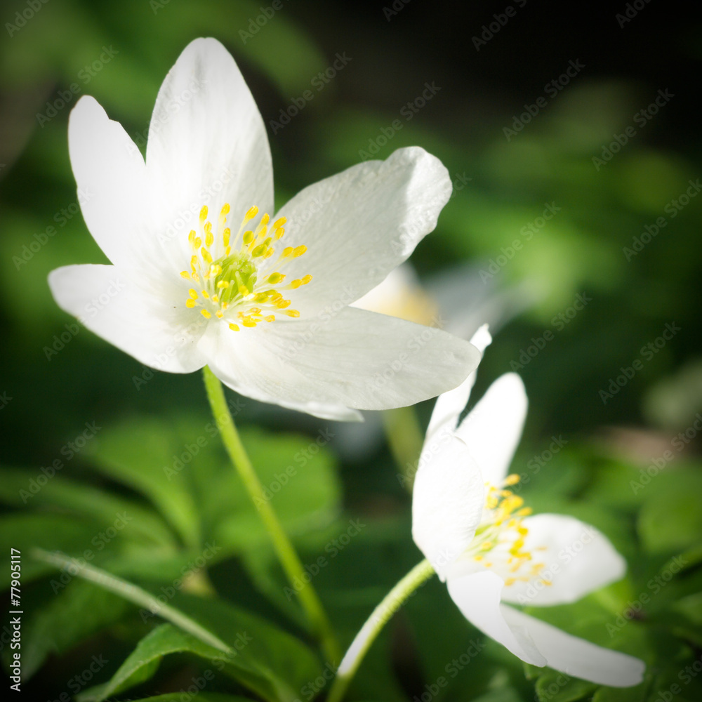 flowers flowers
